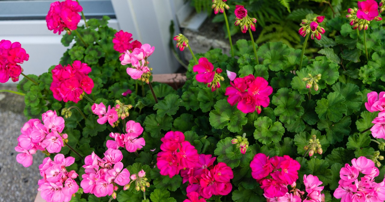 Don't miss this date for waking up geraniums. Otherwise they won't bloom quickly