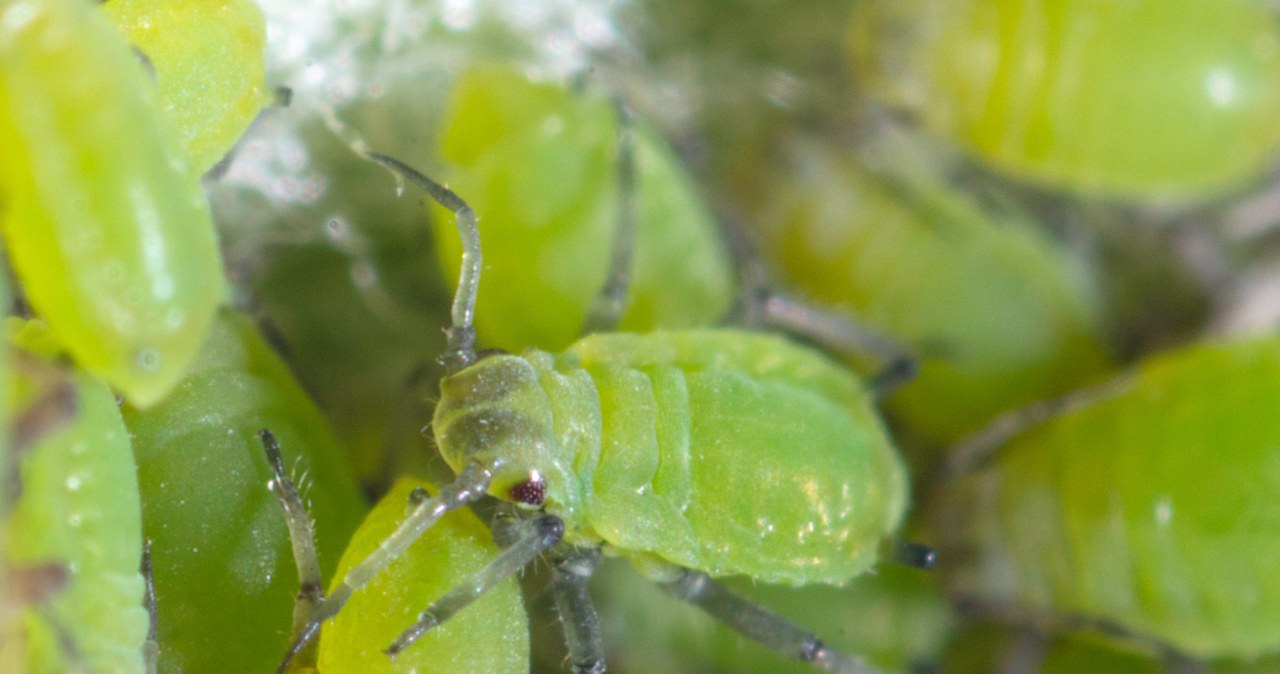 Aphids will not touch dill or lettuce. Just spray them with this