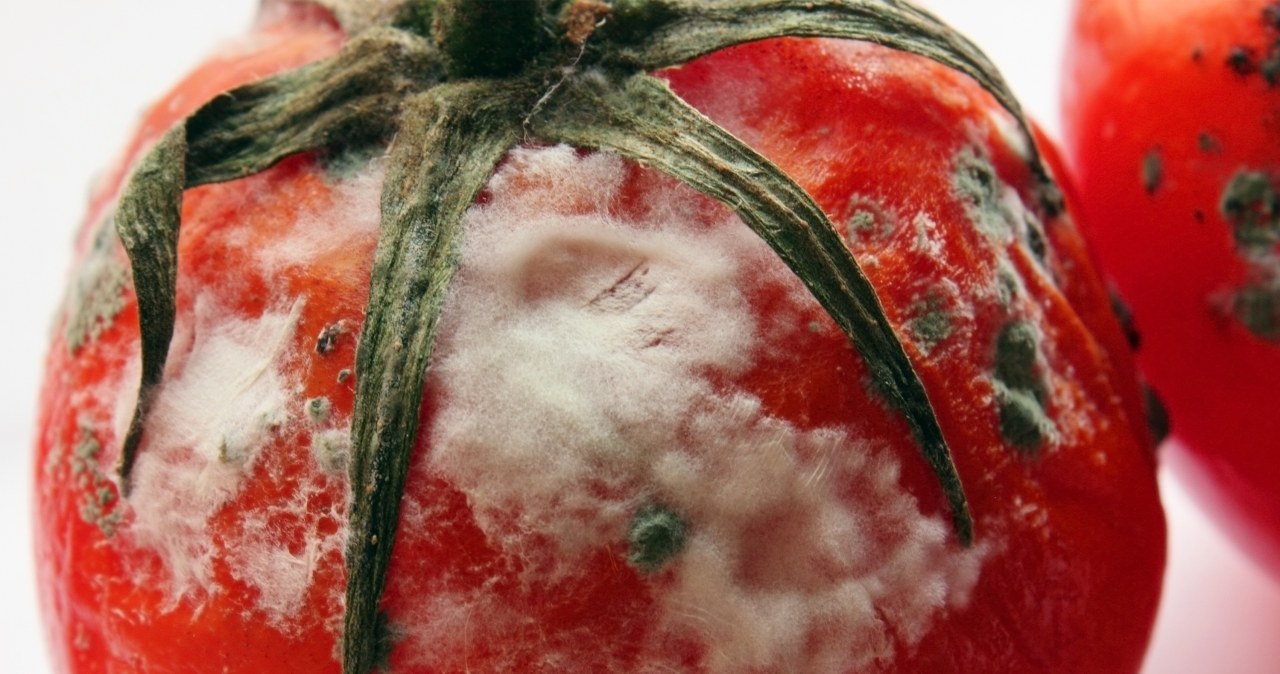 Don't throw away moldy tomatoes. This is a treasure you can use