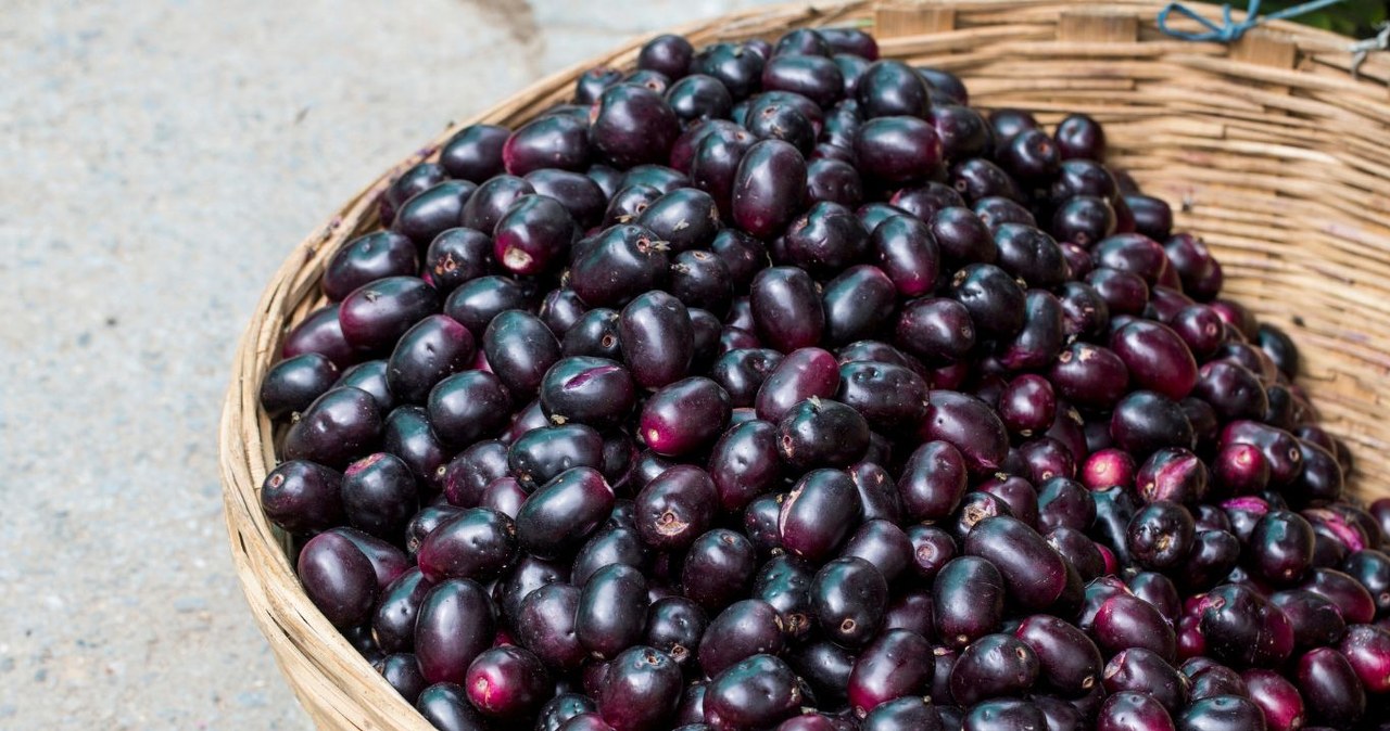 It resembles a black olive. A spicy yet sweet superfruit for diabetes, good digestion and immunity