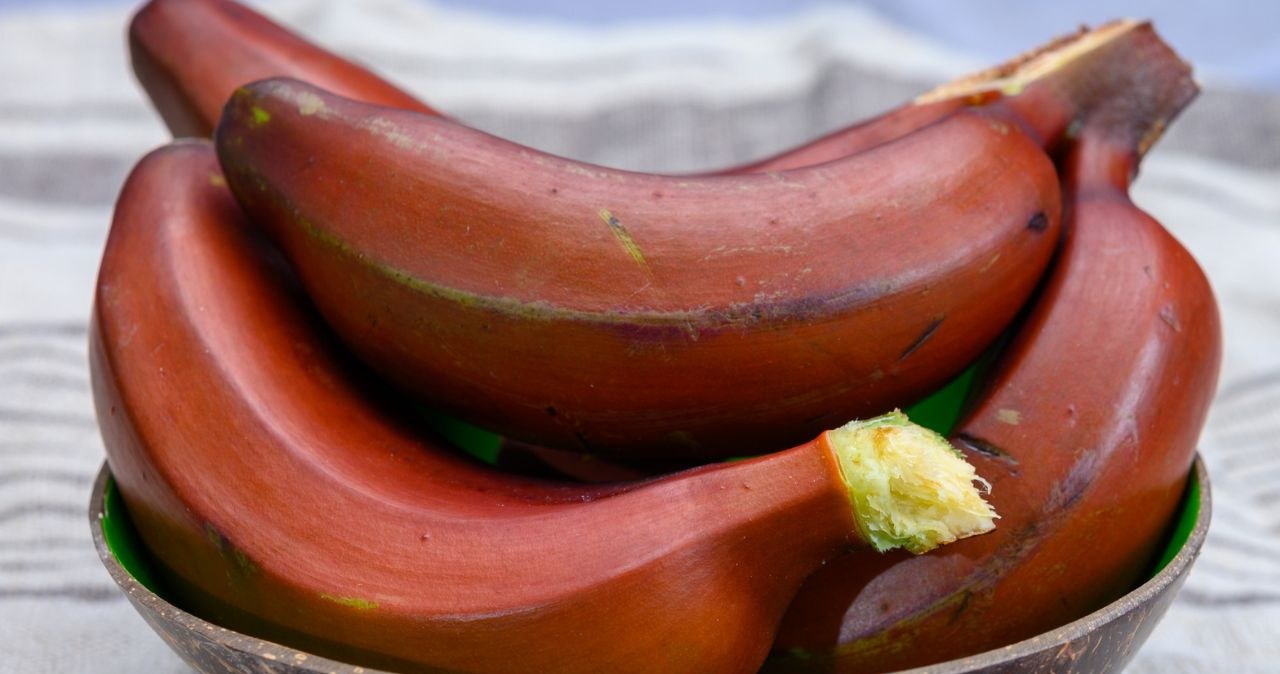 They are healthier than the classic ones, with a taste of raspberries and mango. They regulate digestion and protect the eyes