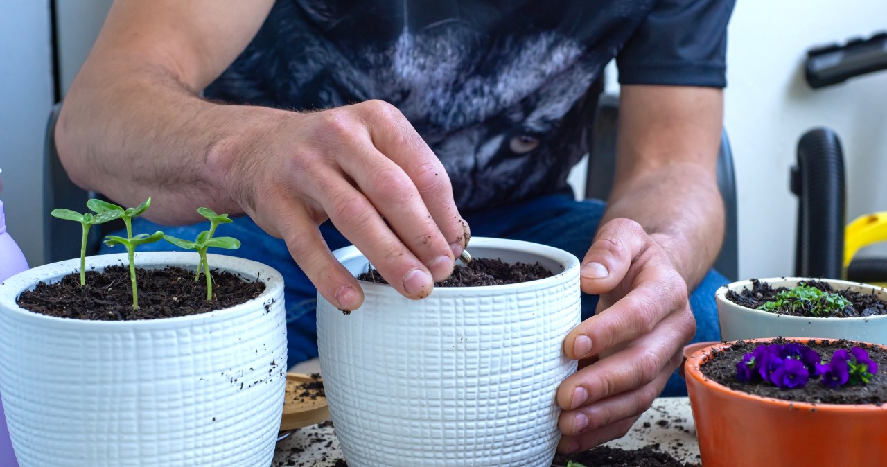 Plant it in a pot in spring and you won't regret it. Love and fortune will emerge together with the flower