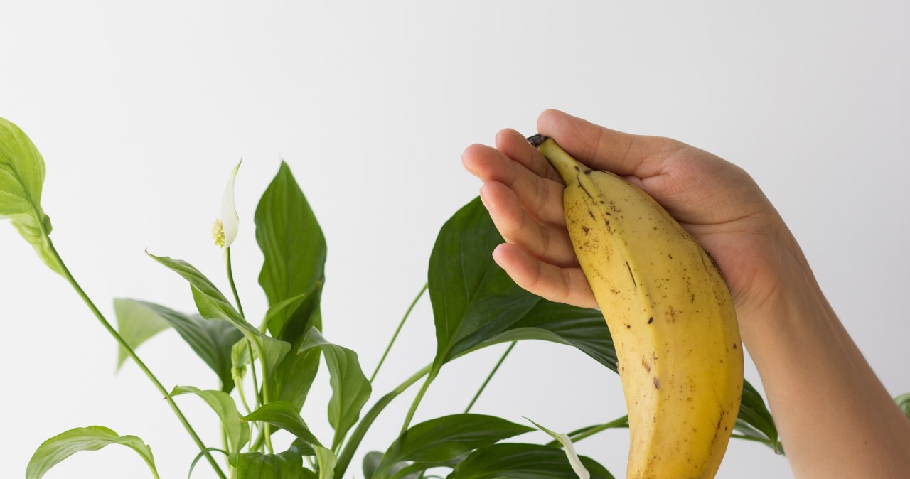 Do you rub banana peels on the leaves of potted plants? This species hates it