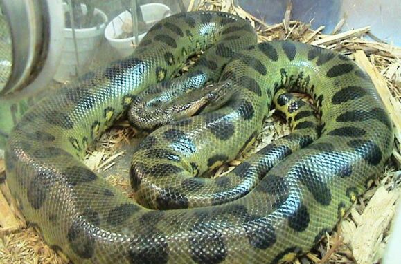 The 11 deadliest females on the planet