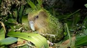 Kakapo Strigops habroptila