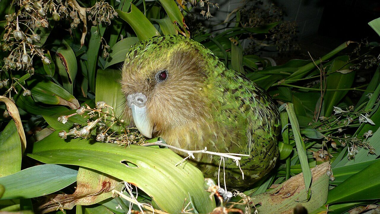 Kakapo Strigops habroptila