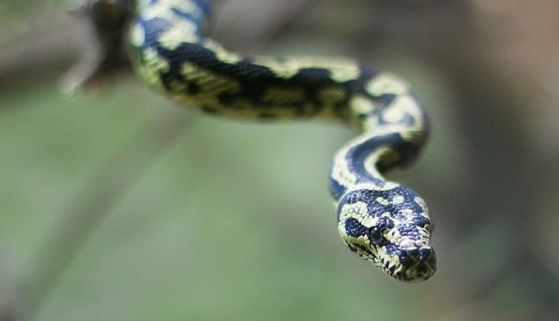 The rare true cases of python snakes swallowing humans whole