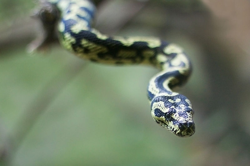 The rare true cases of python snakes swallowing humans whole