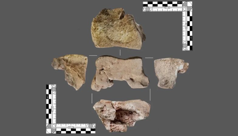 “Historical” find in Spain: elephant bone used by Hannibal in the war against Rome