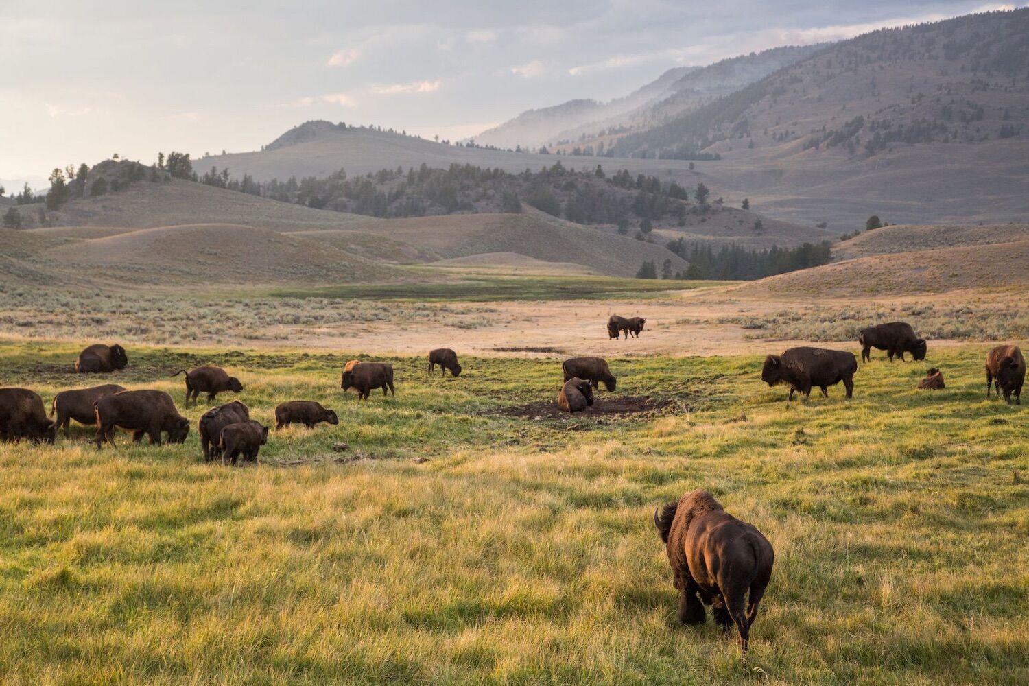 There was no shortage of bison, but the hunting ground was abandoned. Scientists have discovered why