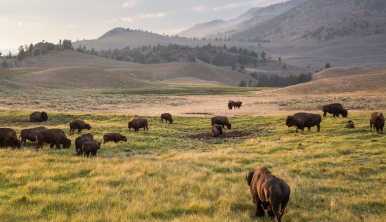 There was no shortage of bison, but the hunting ground was abandoned. Scientists have discovered why