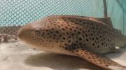 Thailand is betting on the recovery of the leopard shark, a species at risk