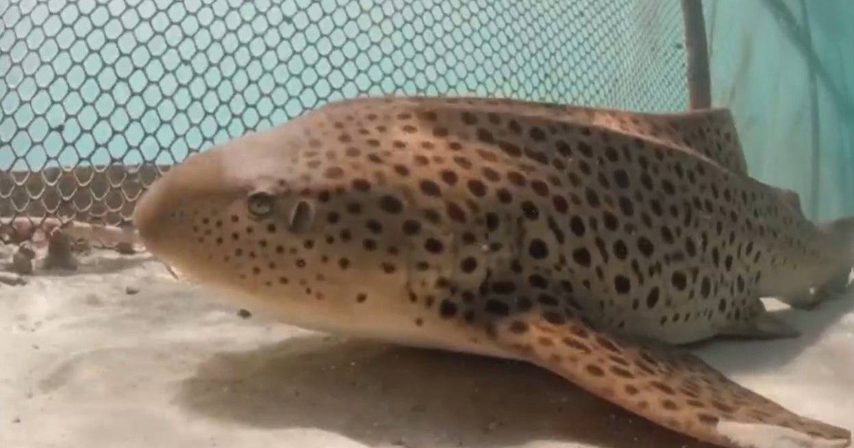 Thailand is betting on the recovery of the leopard shark, a species at risk