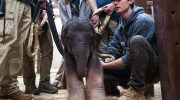 For the first time in 25 years, an Asian elephant was born at the Washington Zoo
