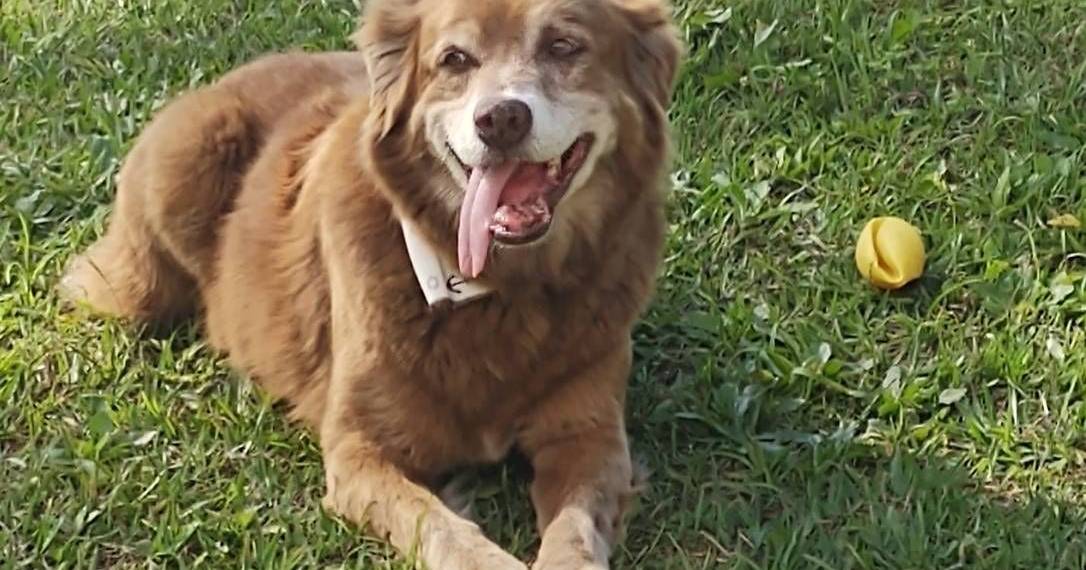 Dog that spent 10 years at his owner's grave inspires law in Brazil: animals can now be buried with their owners