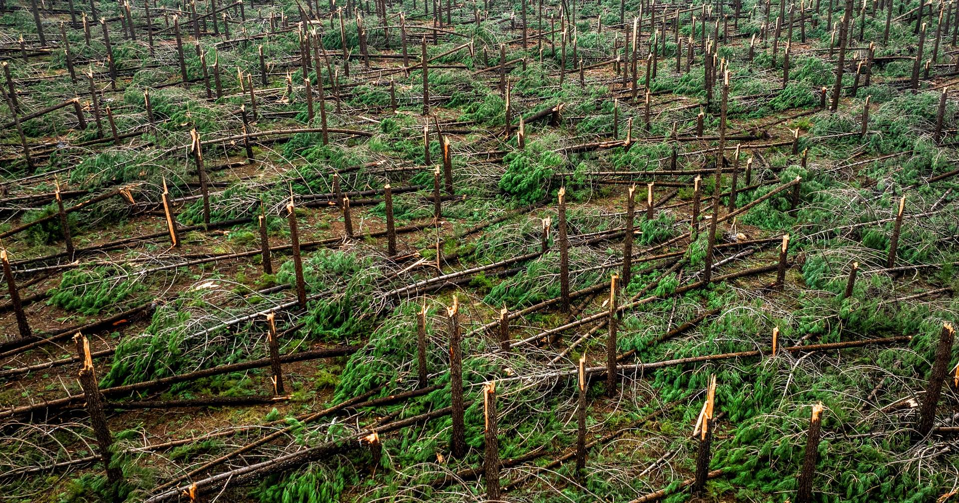 European Commissioner for Agriculture visits farms hit by storms in Leiria and Pombal