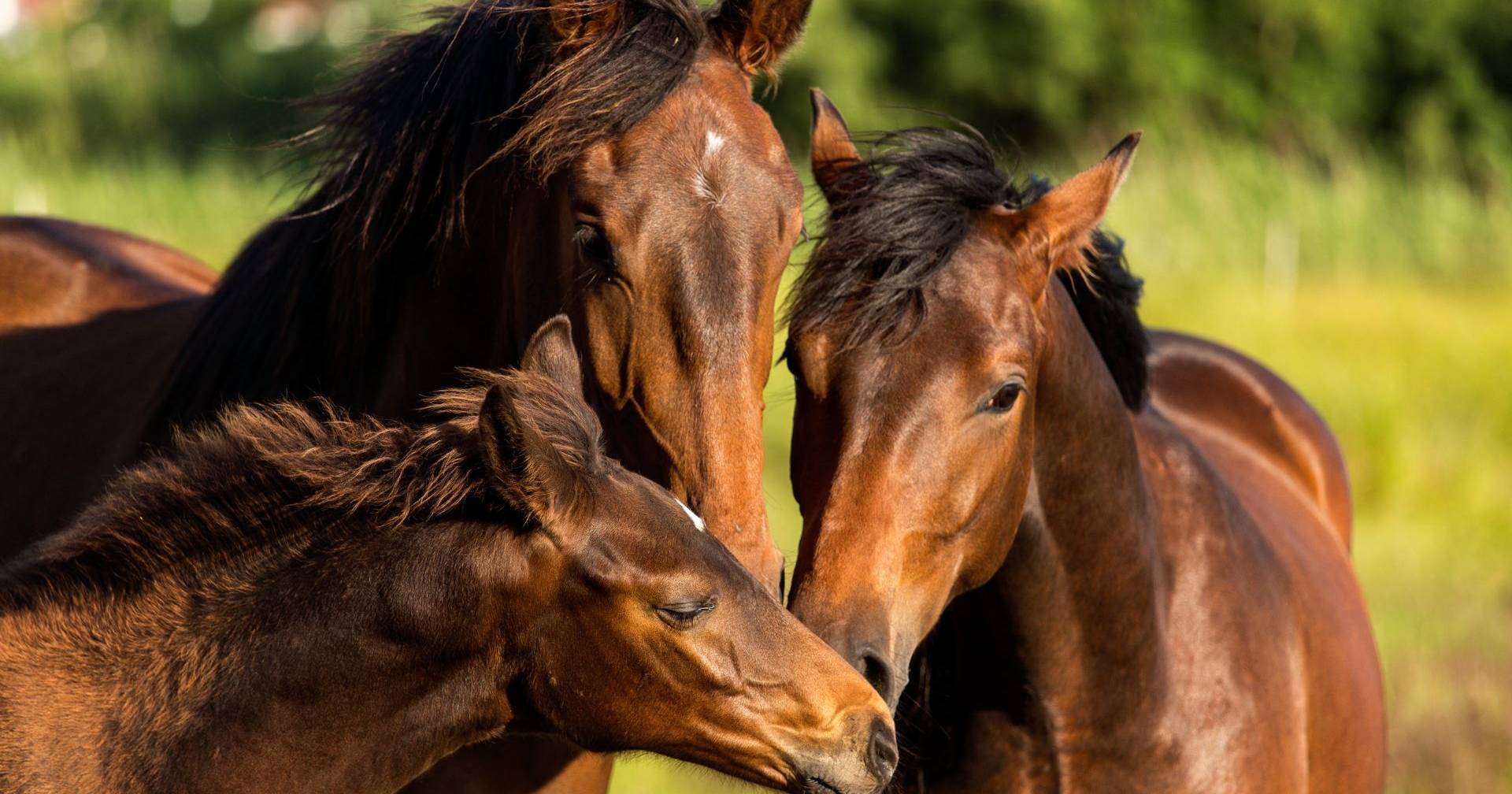 Italy may ban consumption of horse meat with new animal protection law