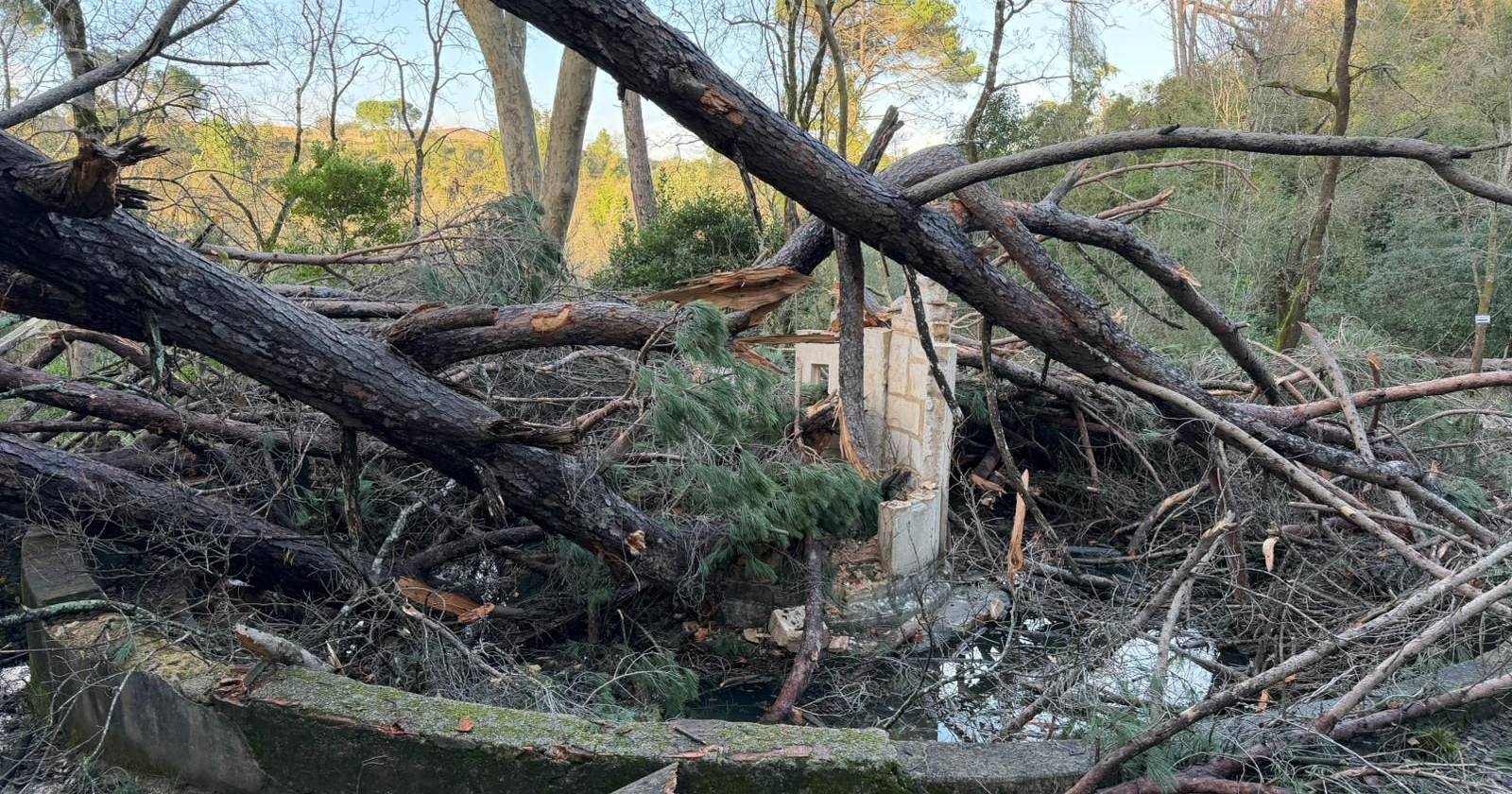 Storm destroyed the Sete Montes National Forest in Tomar