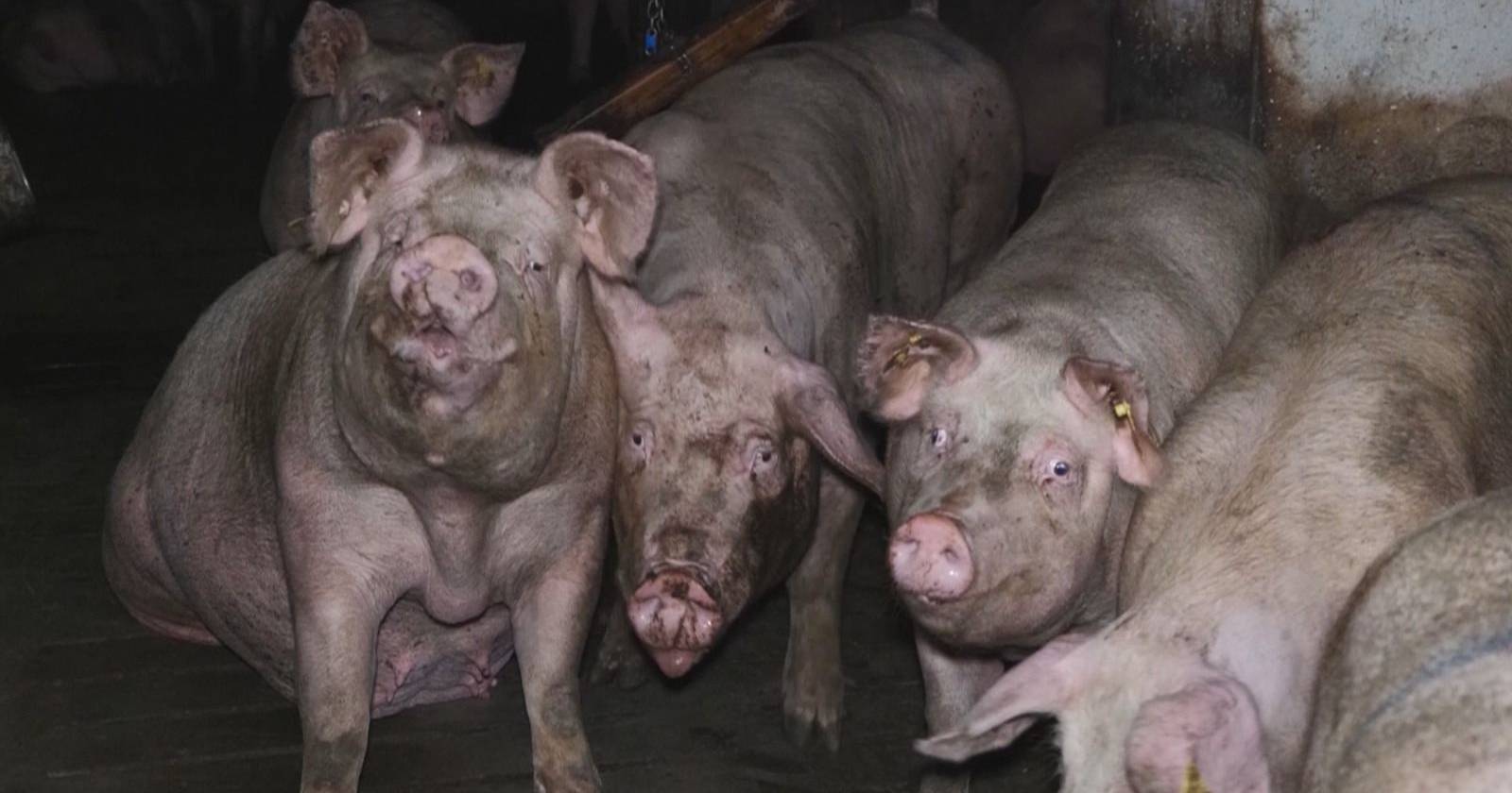 Pig farmers contest EDP: 48 farms still without electricity one month after storm Kristin