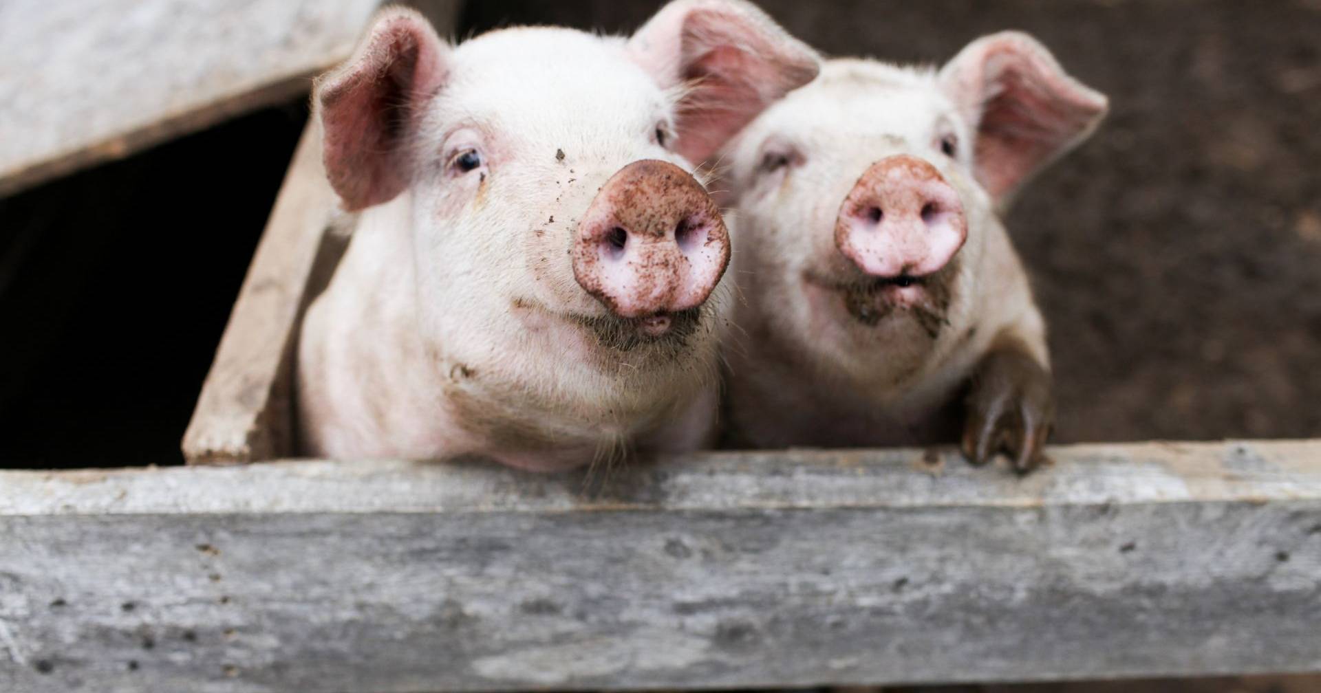 Case of swine flu detected in humans in Catalonia, WHO is already on alert