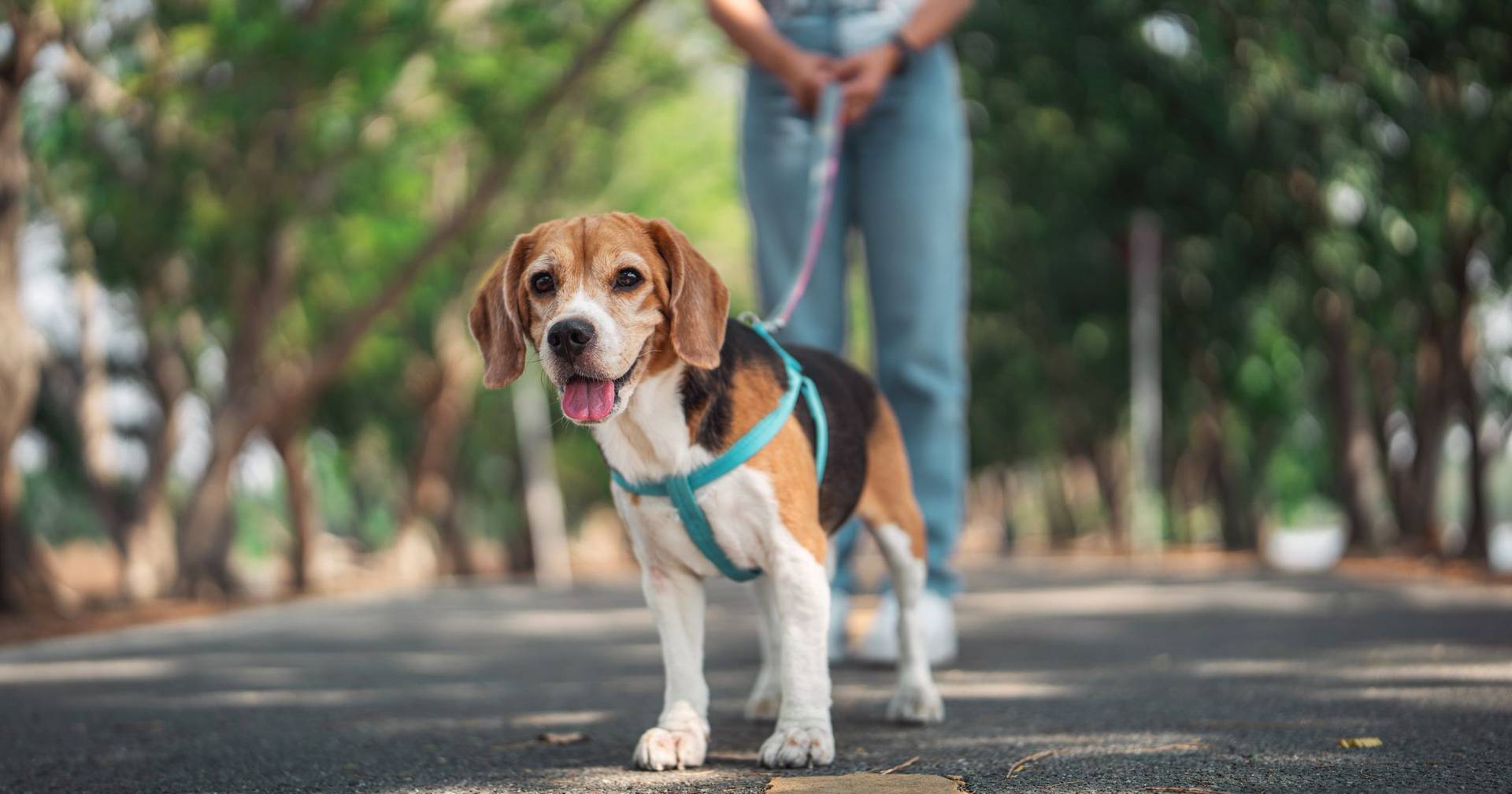 Vet na Rua Project covers around 2 thousand pets in Lisbon