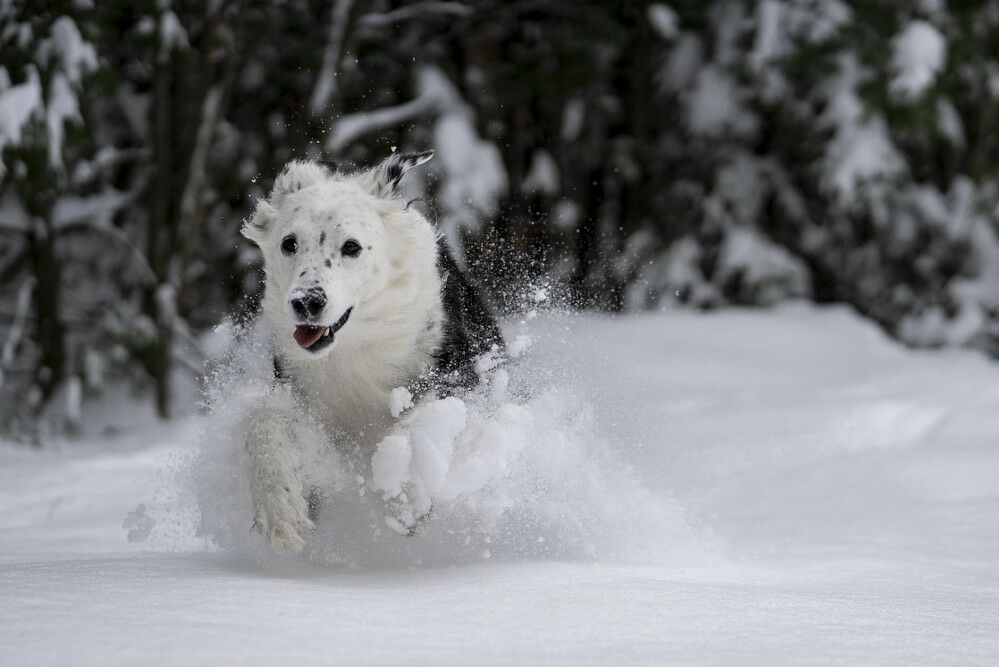 He shot a dog to have content on social media
