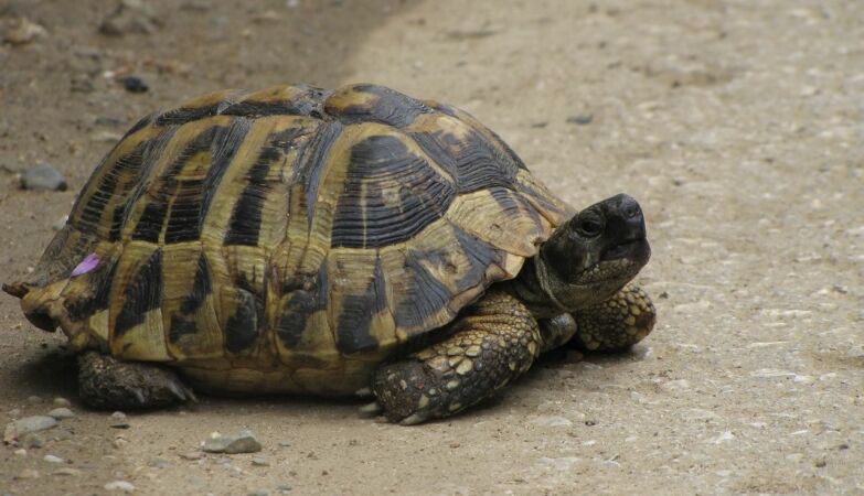 Female turtles commit suicide to escape sexually aggressive males