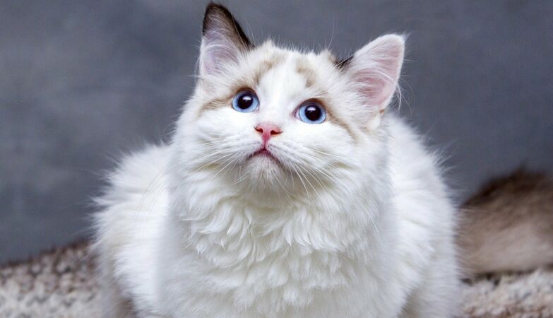 Cats may be the key to curing cancer in humans