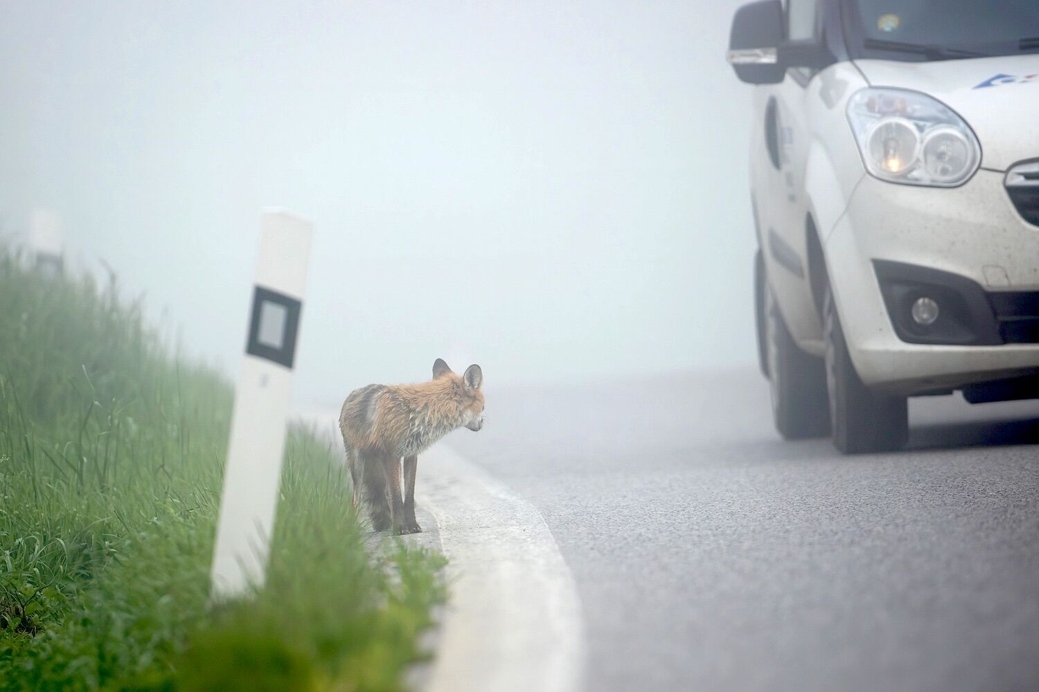 Animal accidents have a surprisingly positive side