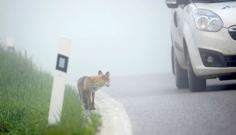 Animal accidents have a surprisingly positive side