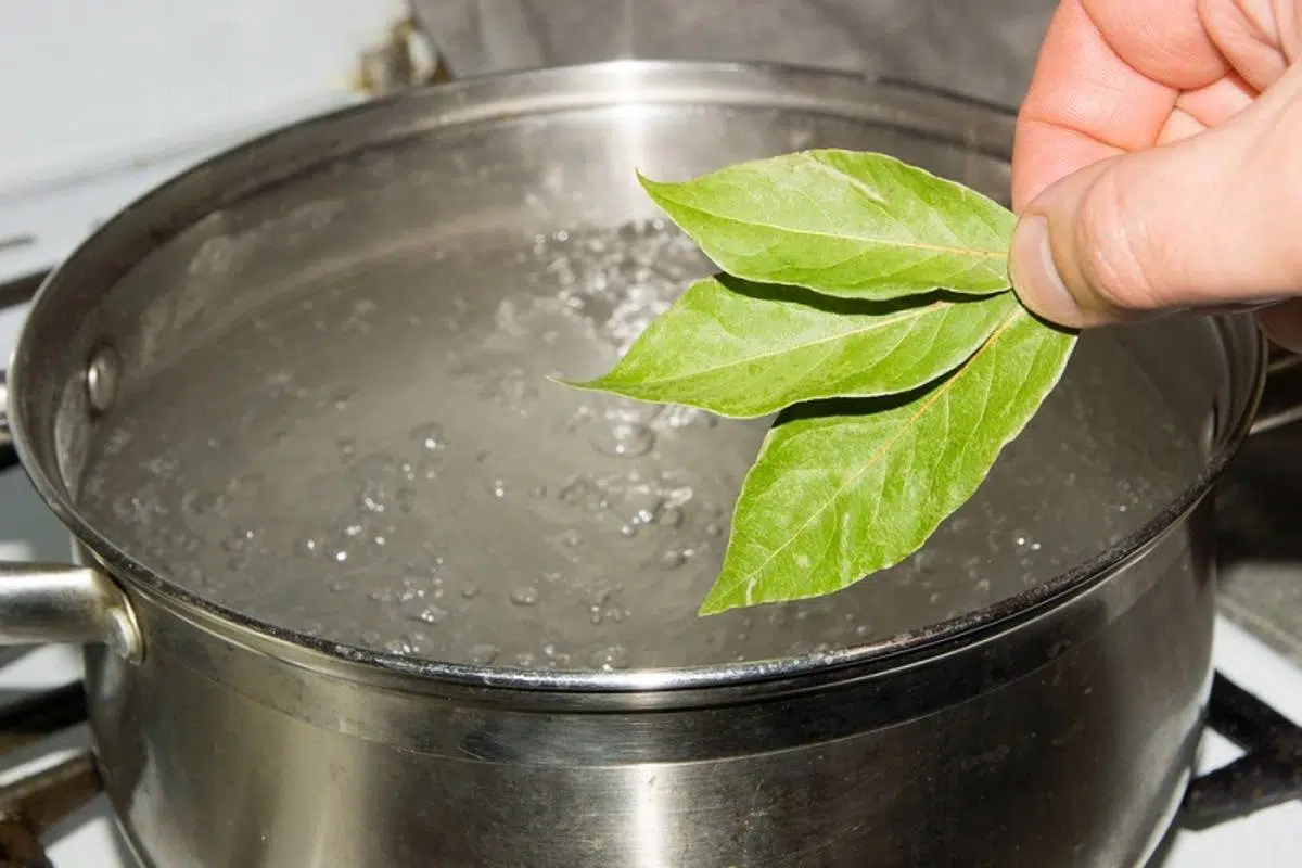 Cooking cucumber slices with bay leaf: what are its benefits and how to use it, according to experts