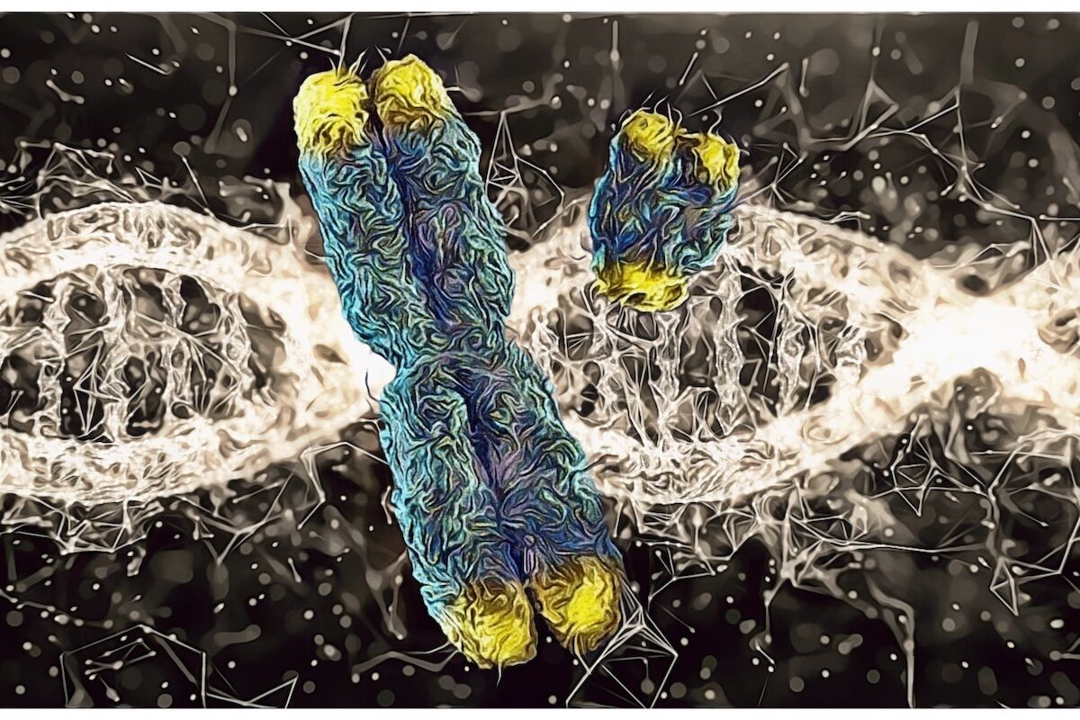 Men lose their Y chromosome as they age (and it matters after all)