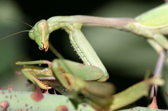 The 11 deadliest females on the planet