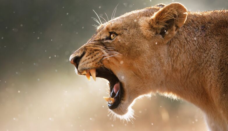 The 11 deadliest females on the planet