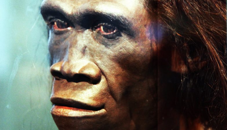 “Absolute surprise”: Homo erectus skulls found in China are almost 1.8 million years old