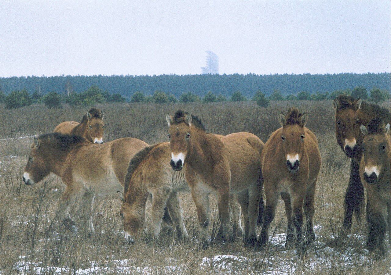 The horses that thrive in the Chernobyl Exclusion Zone