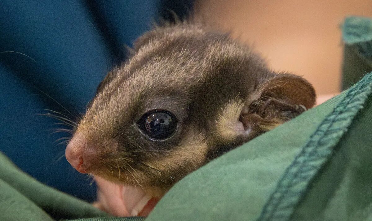 Romance could save the opossum from extinction