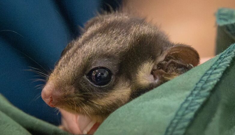 Romance could save the opossum from extinction