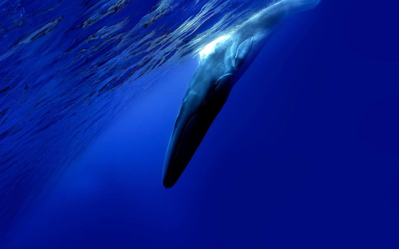 The US Navy detected a strange sound in the ocean. It is the loneliest animal on the planet