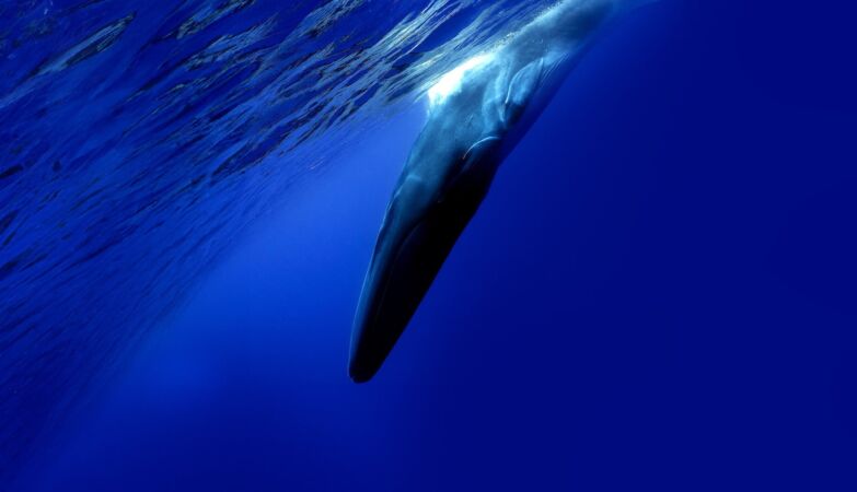 The US Navy detected a strange sound in the ocean. It is the loneliest animal on the planet