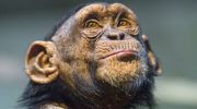 Do chimpanzees understand death?