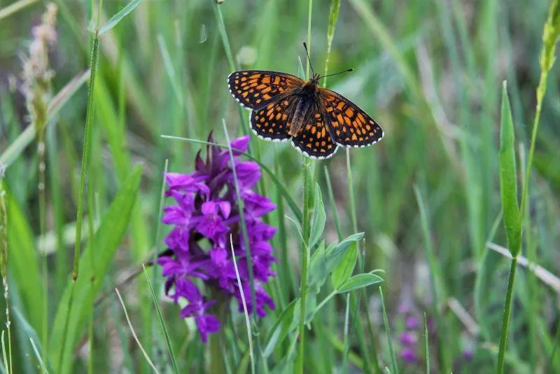 The former no man's land, today known as the Green Belt, is now a protected space, but continues to face threats (Helmac/Ute Machel/BUND Sachsen-Anhalt)