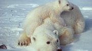 The ice is melting, but the polar bears are healthier and fatter. Why?