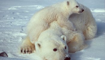 The ice is melting, but the polar bears are healthier and fatter. Why?