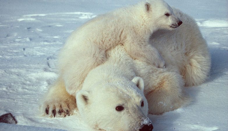 The ice is melting, but the polar bears are healthier and fatter. Why?