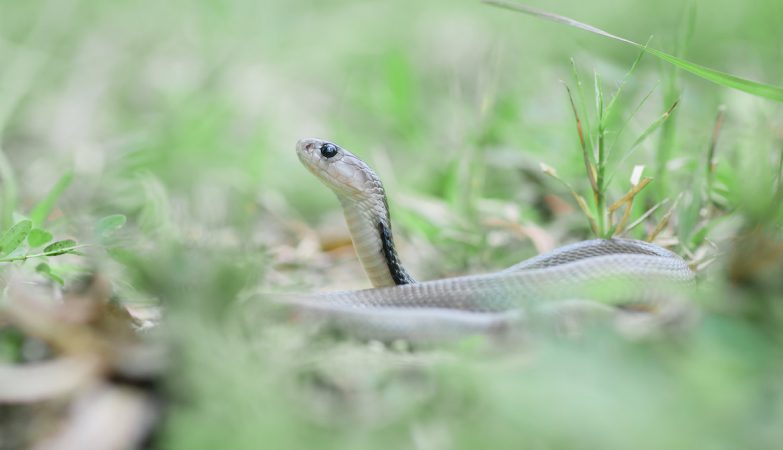 Snakes are evolving to become cannibals. A study found out why