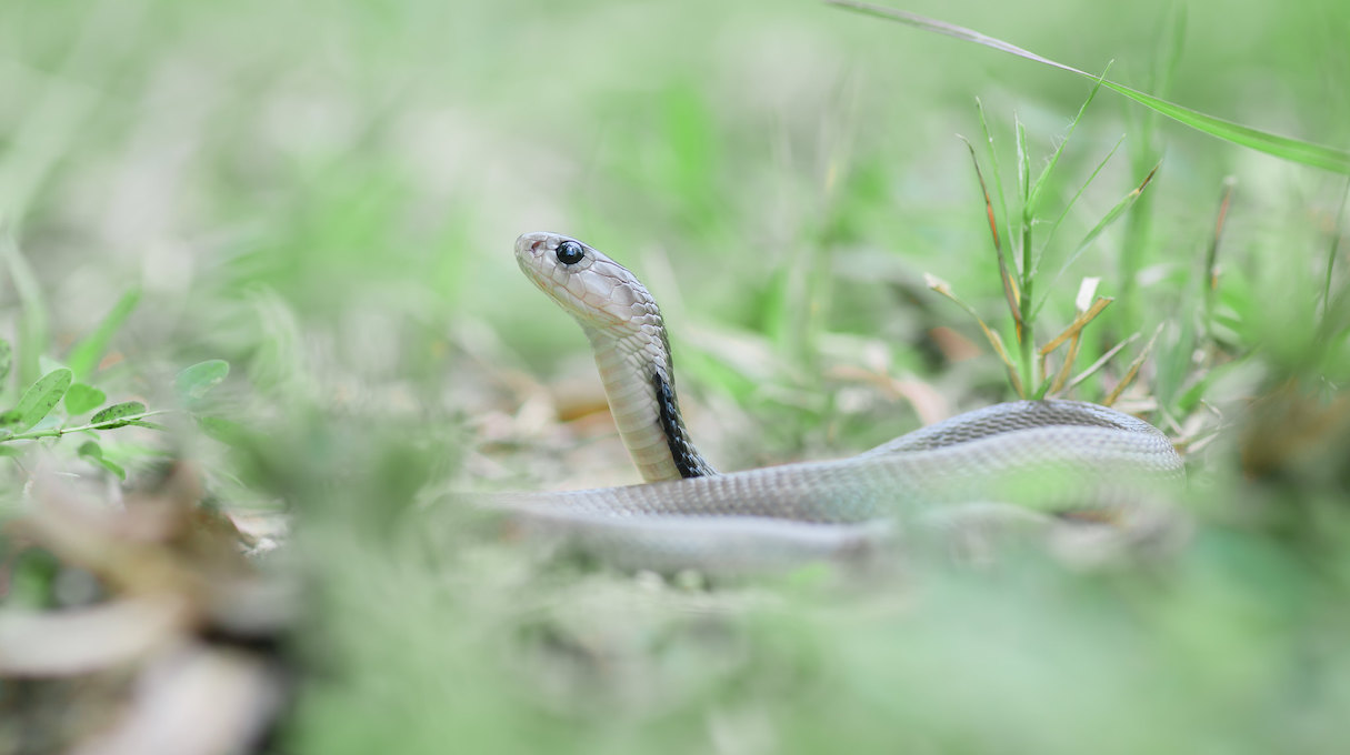 Snakes are evolving to become cannibals. A study found out why