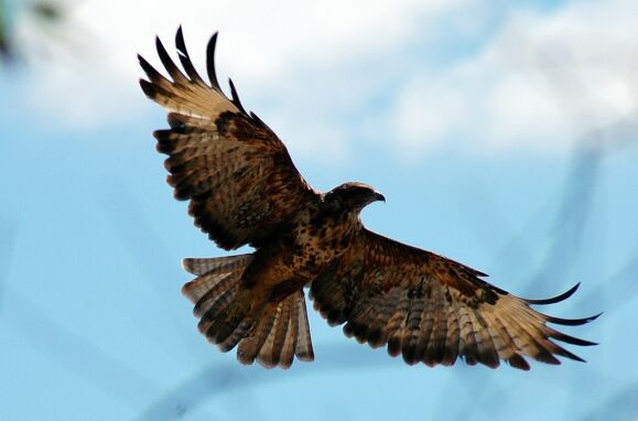 The 11 deadliest females on the planet