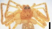 Brazilians discover young spider with a frightening “pearl necklace”