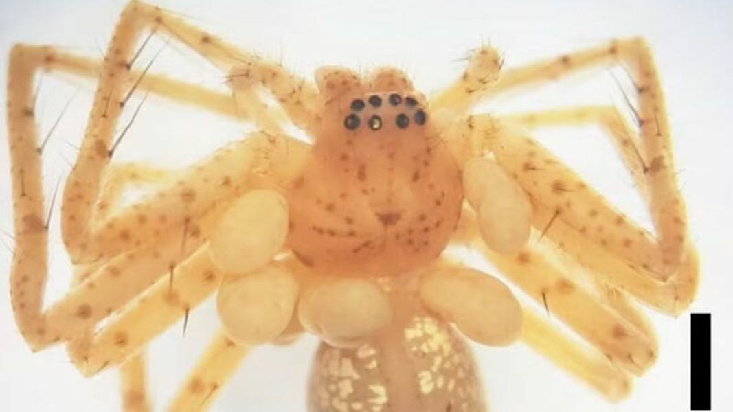 Brazilians discover young spider with a frightening “pearl necklace”